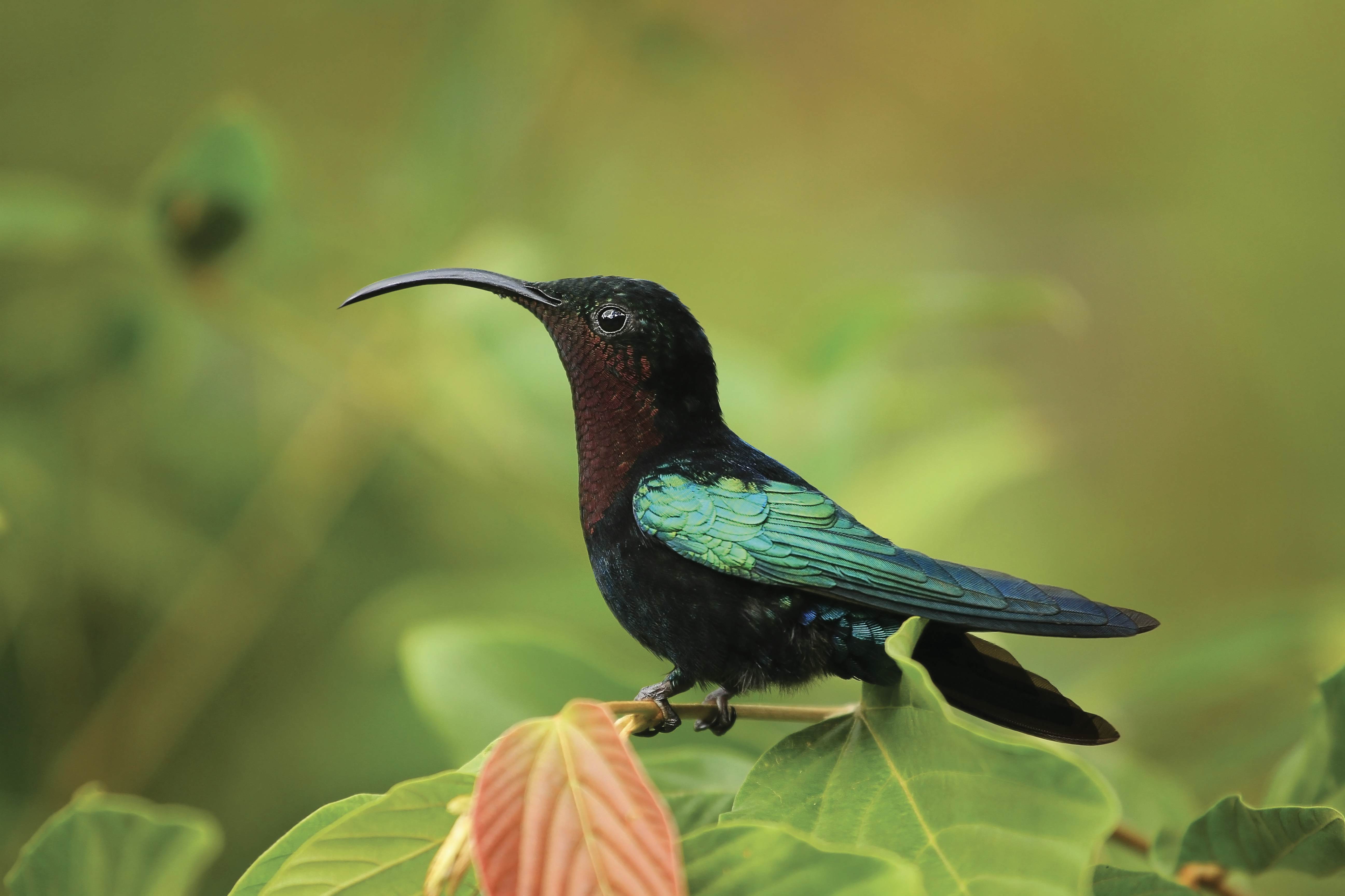 Undeveloped Dominica is a haven for hummingbirds and other wildlife &copy; gydyt0jas &copy; Getty Images