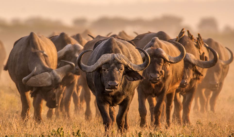 Cape buffalo are a common, if intimidating, sight in South Africa’s wildlife-rich national parks © MHGALLERY / iStockphoto / Getty Images