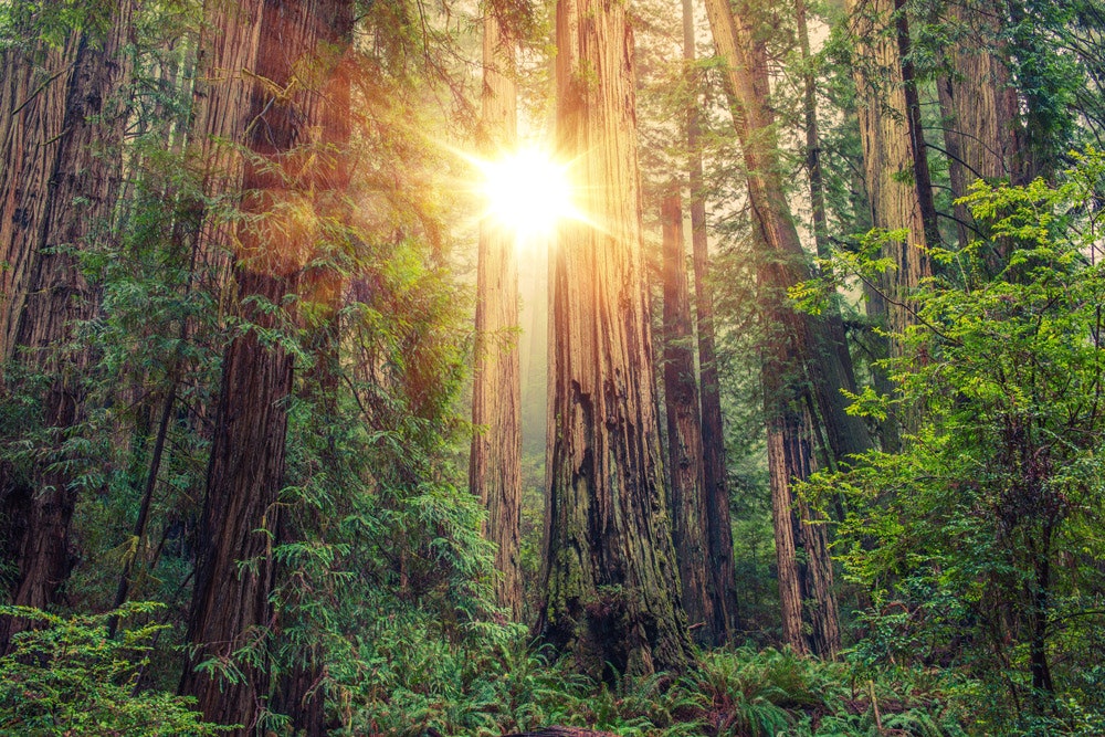 LonelyPlanet: Win a trip to California's Redwood coast