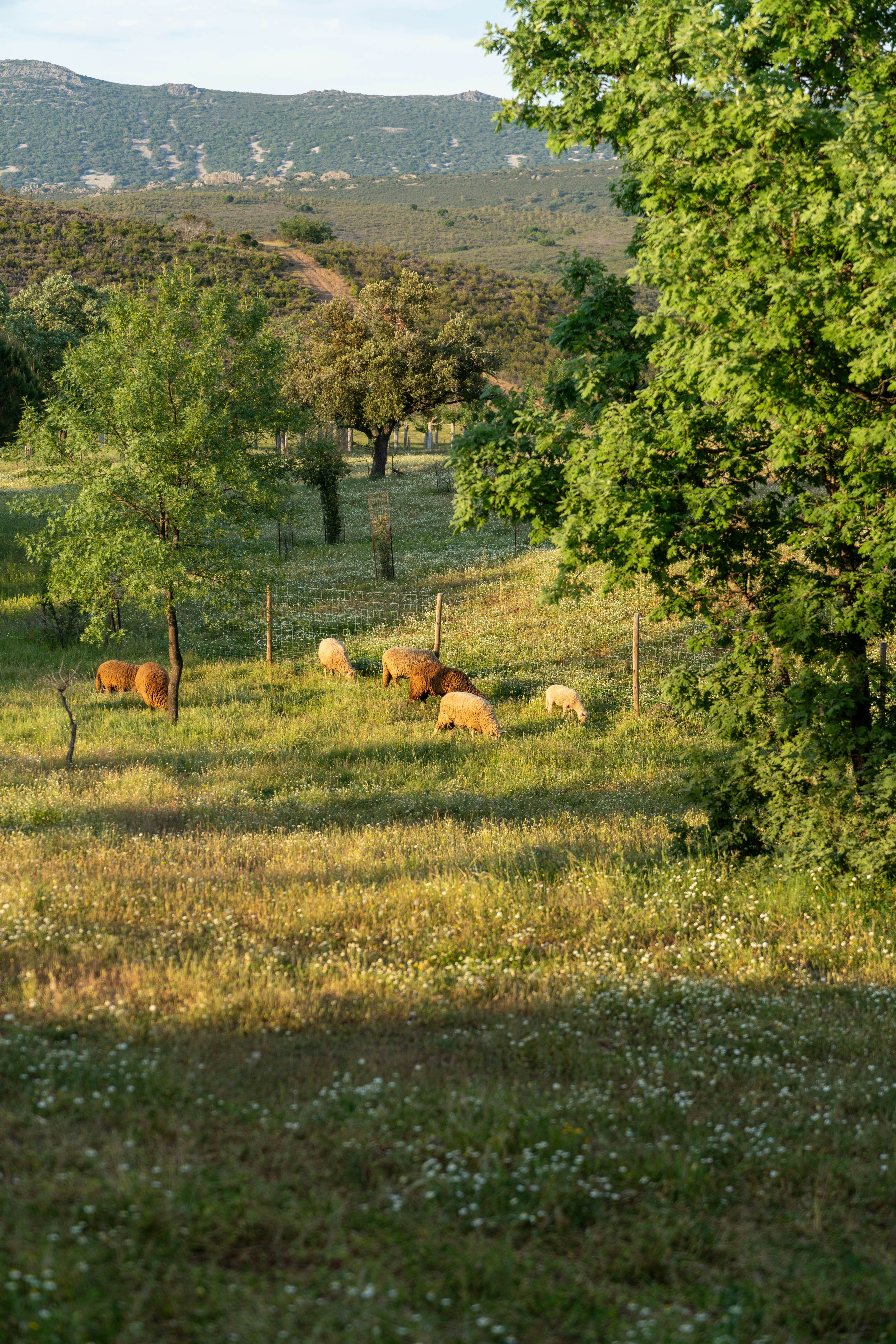 Sustainable agritourism is a revered cultural experience in Spain.