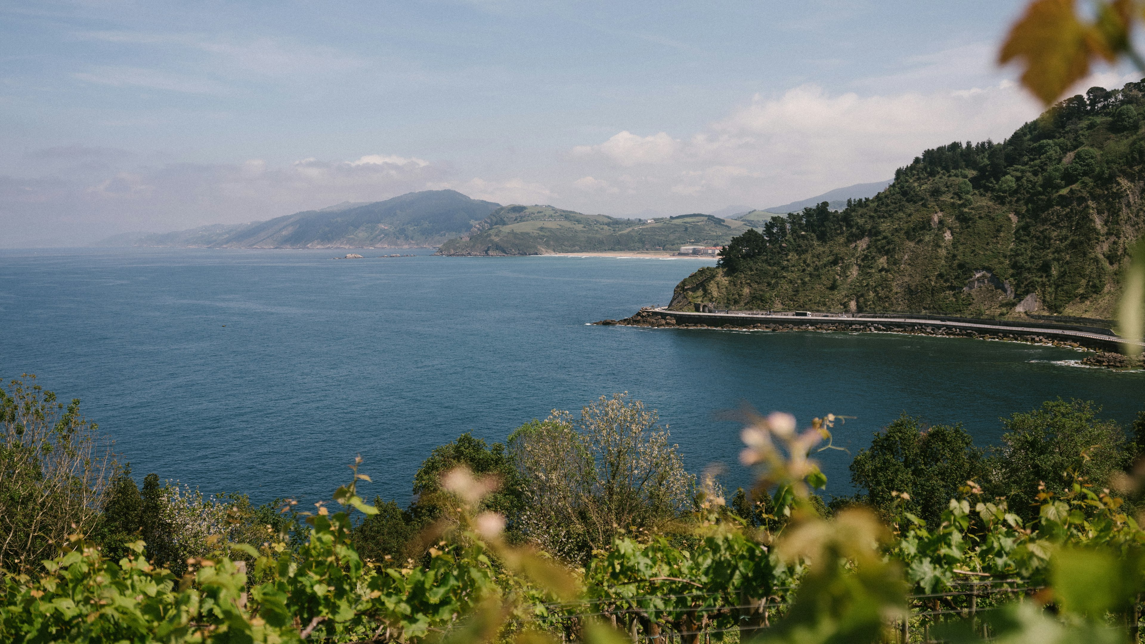 The vineyards of Txomin Etxaniz winery.
