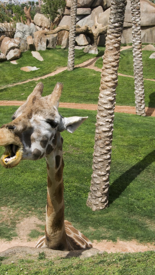 Valencia's Bioparc and Oceanografic are a respite from the urban center.