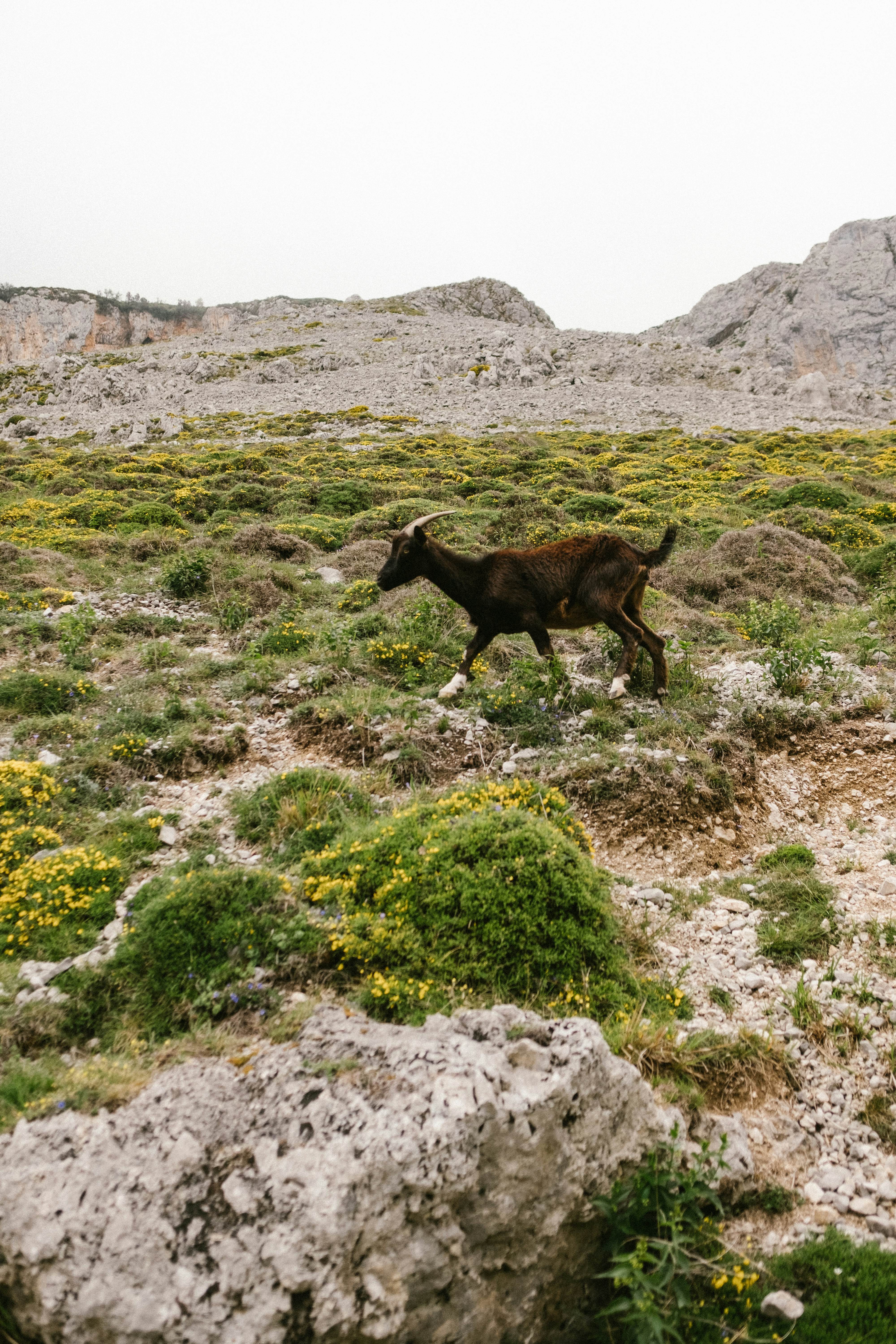 The route follows the Cares River through a narrow gorge, offering stunning views.