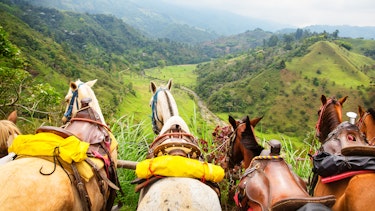 Horses resting in Cocora Valley.