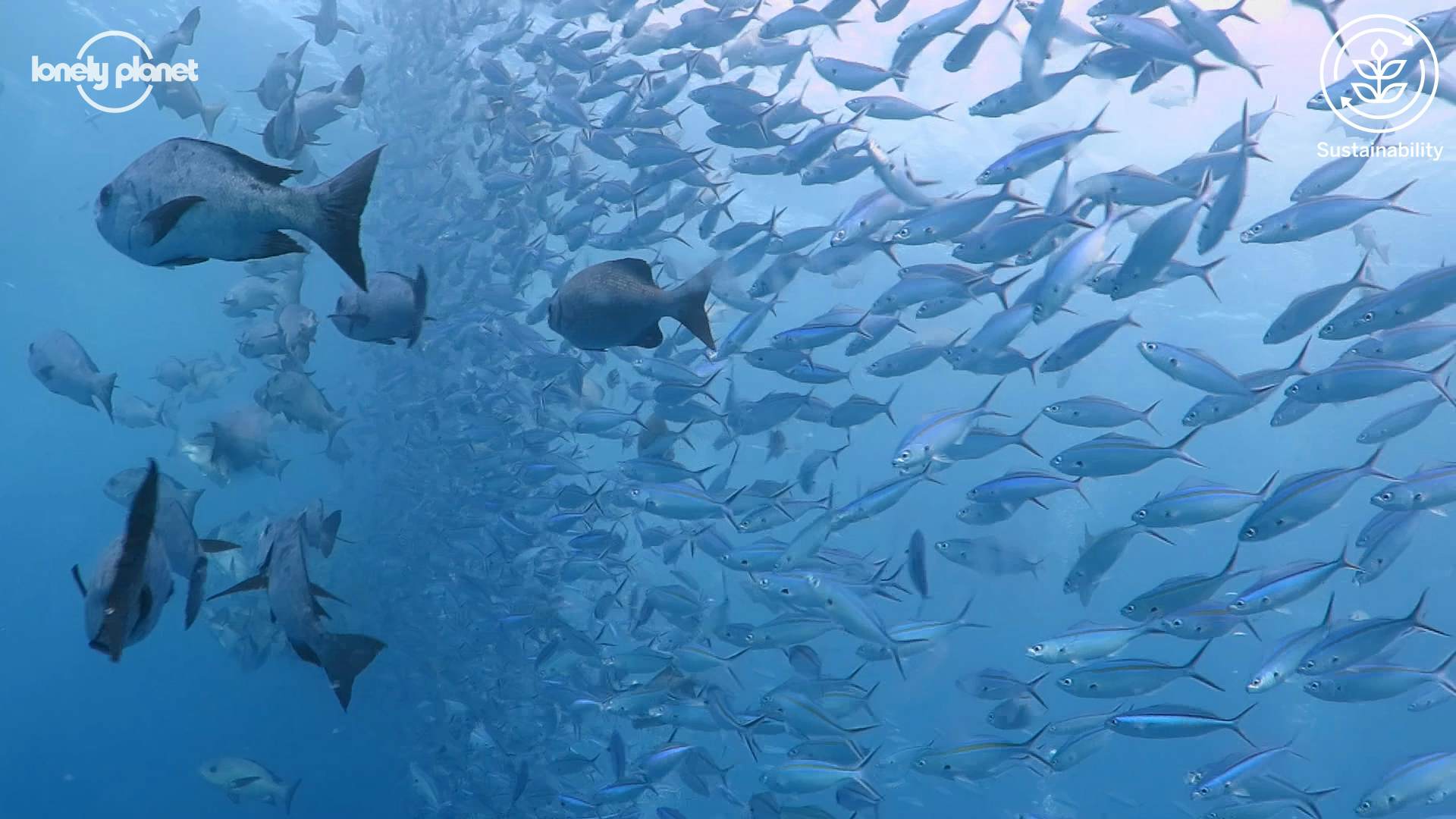 Sustainable Islands: Palau