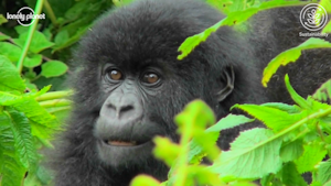 可持续野生动物计划:卢旺达