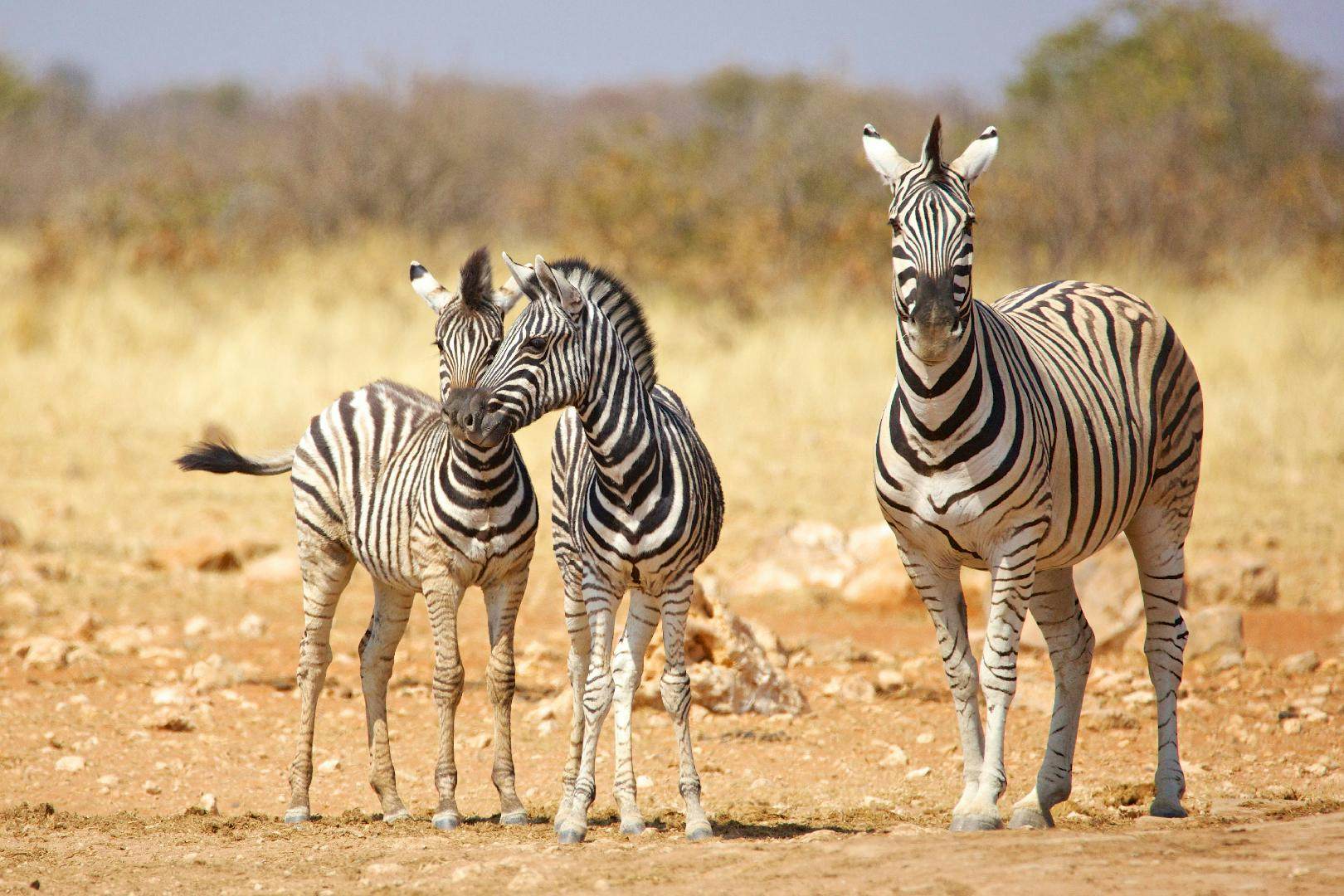 Introducing Africa - Lonely Planet Video
