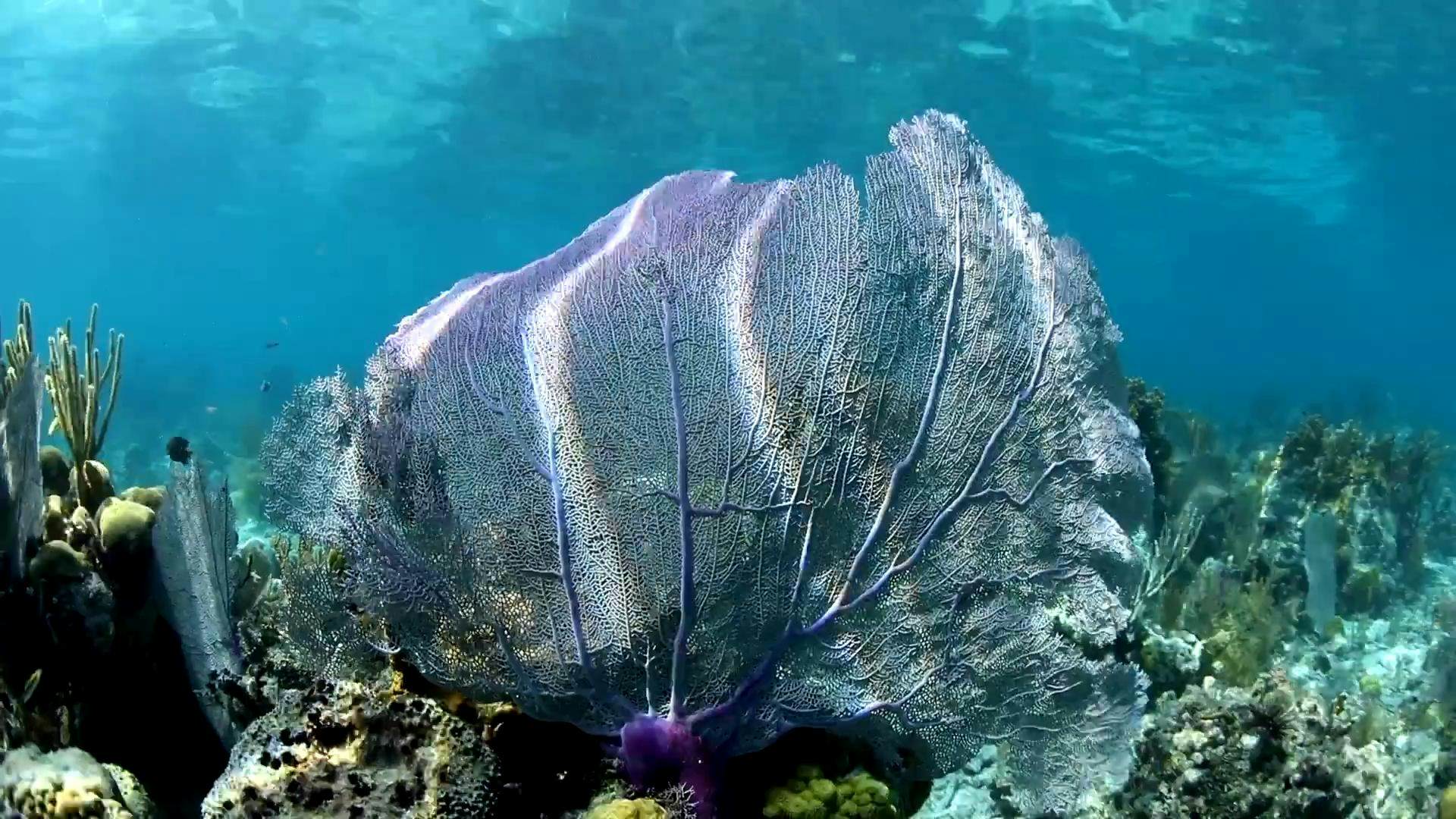 The world's most colorful coral reefs - Lonely Planet Video
