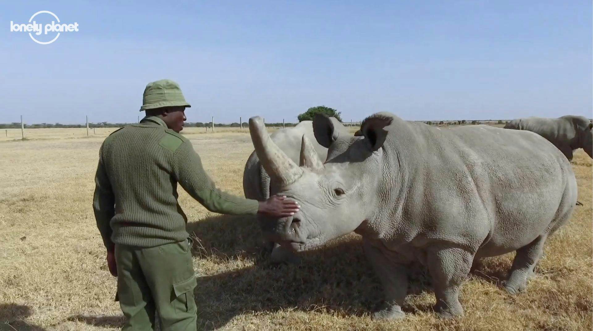 Saving the rhinos during Covid-19 - Lonely Planet Video